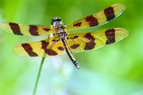 This list features books for all ages and interests. Dragonfly Tiger | Shutterbug