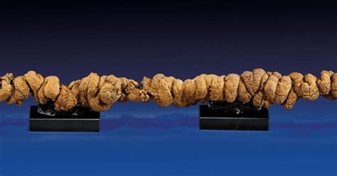 Longest Fossilized Poop To Be Sold At Auction Cbs News