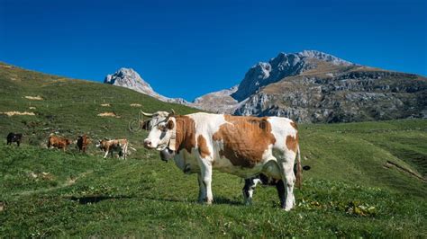 Cow Grazing In The Mountains Stock Photo Image Of Mammal Bergamo