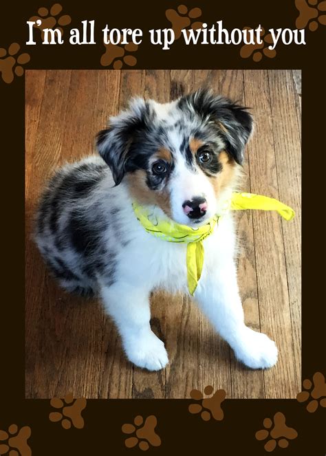 Miss You Wish You Were Here Australian Shepherd Puppy Santa