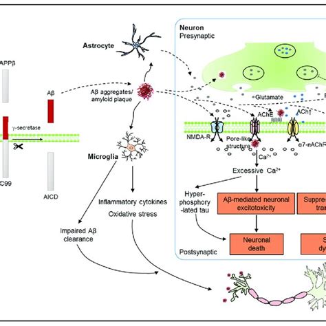 Schematic Representation Of The Amyloid Hypothesis For Ad Pathology