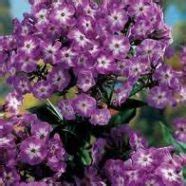Check spelling or type a new query. Fall Blooming Perennials