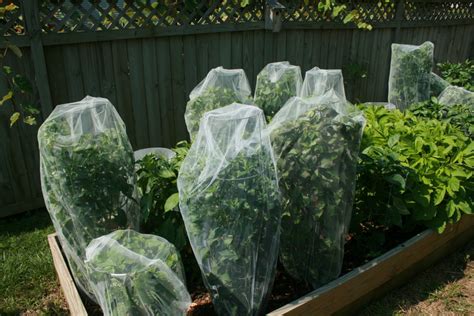 Kit includes three perforated paper sheets, two rubber bands, and pictorial instruction sheet. Saving seeds from peppers | The Welker Family