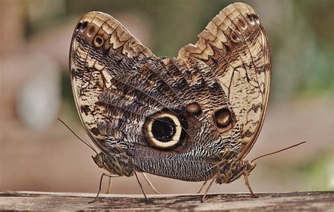 Free Photos Owl Butterfly Butterfly Caligo Edelfalter Glady