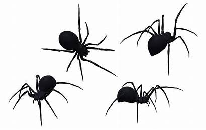 Spider Widow Clipart Halloween Deviantart Invertebrate Spiders
