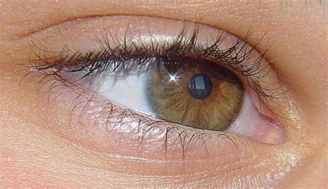 Structure Eye Human Eye Diagram Class 10 - Aflam-Neeeak