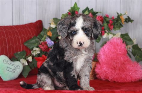 Puppy Photo Gallery: Find your Perfect Puppy