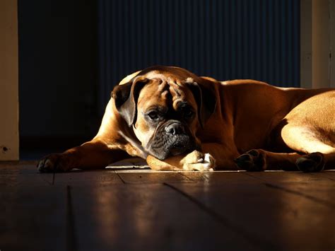 Young pups might eat a bit over a cup a day, older. Boxer dog Diet Plan - Boxer Dog info and Health Tips