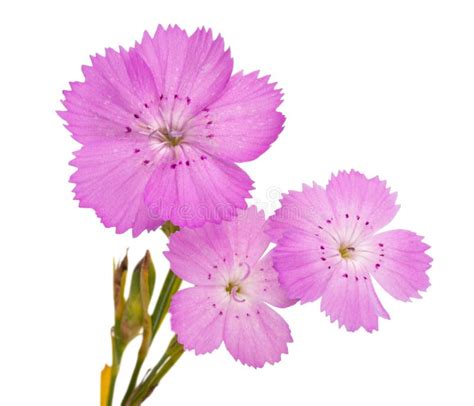 Pink Carnation Dianthus Carthusianorum Flower Stock Photo Image Of