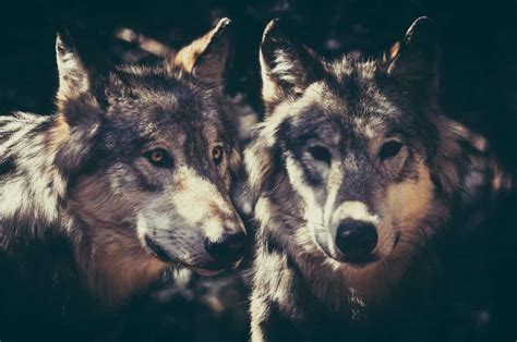 The Two Wolves Story Heres Its Deeper Meaning ⋆ Lonerwolf