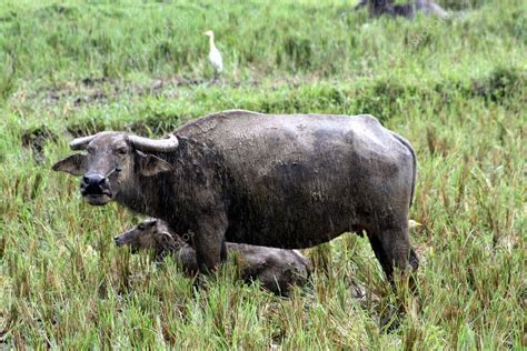 Carabao Bubalus Bubalis Carabanesis — Stock Photo © Huggy1 5151687
