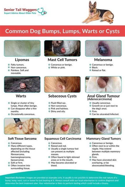 11 Common Dog Lumps Bumps Tumors And Cysts With Pictures Vlrengbr