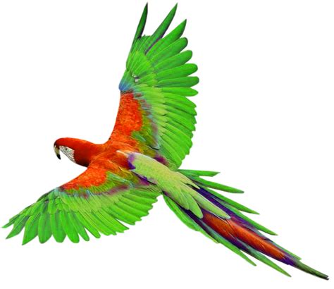 Parrots Png Transparent Images Png All