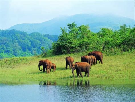 Mudumalai National Park And Wildlife Sanctuary Tamil Nadu