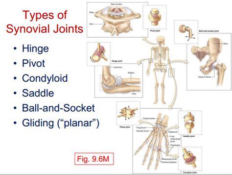 Diagram of shoulder anatomy showing the acromioclavicular (ac) articulation and glenohumeral (gh) joint. image untitled_picture9 for term side of card