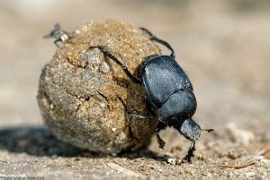 Interesting Facts About Dung Beetles Just Fun Facts
