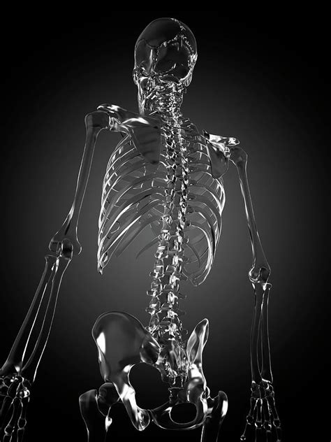 Human Skeleton Rendered In Glass Photograph By Sebastian Kaulitzki