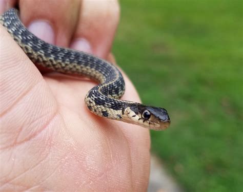 Baby Garter Snake Rbabyanimals