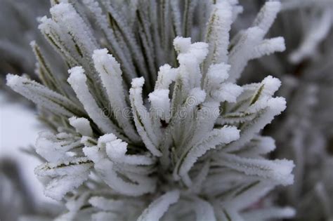 Frost Crystals On Pine Needles Stock Image Image Of Cold Rime 173476235