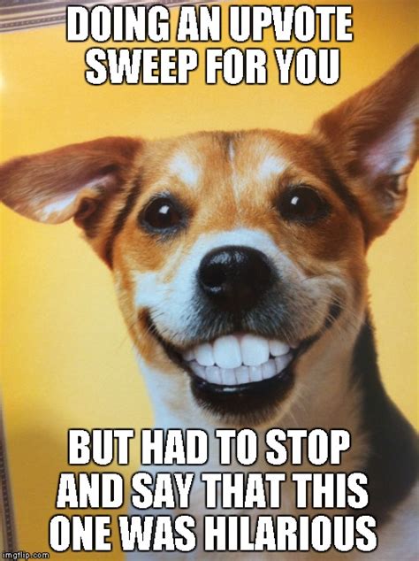 Bad Pun Dog Meme Imgflip