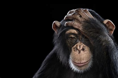 “affinity” Incredible Close Up Studio Portraits Of Wild Animals