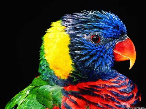 Rainbow Lorikeet Bird Closeup Australia Parrot Hd Wallpaper Peakpx
