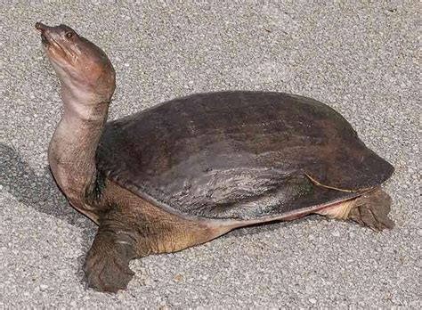 Turtles Without Shells Do They Exist With Pictures And Video