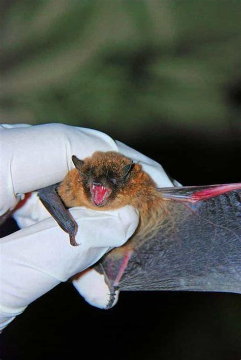 11 Truly Disturbing Facts About Vampire Bats