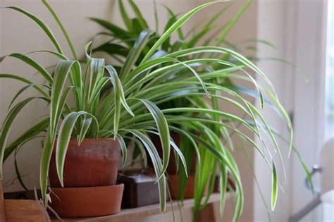 6 Types Of Spider Plants You Can Grow In 2020 Plants Fast Growing