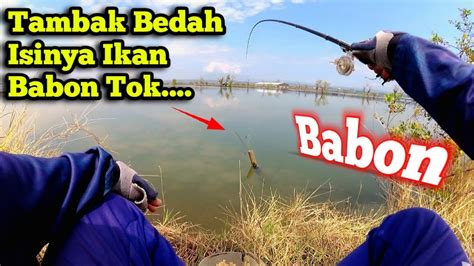 Seperti Mancing Di Tambak Pribadi Gak Ada Yang Mancing Ikannya Babon