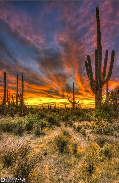 Saguaro Hdr Beautiful Landscapes Beautiful Nature Nature Photography