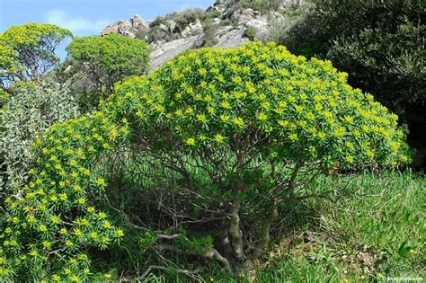 #natura morta #natura morente #broadwalk graveyard. L' Euphorbia, i fiori gialli delle coste mediterranee