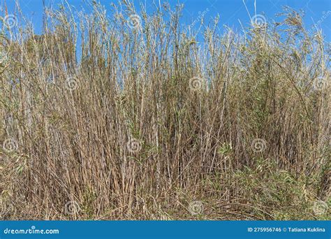 Dry Yellow Cortaderia Selloana Pumila Feather Pampas Grass With Is On A