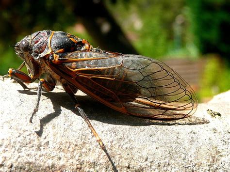 Cigarra Gosta De Luz Ou Escuro