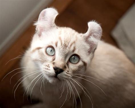 Registered exotic highland & desert lynx kittens for sale updated 1/25/21. 543 best Manx Kitties images on Pinterest | Breeds of cats ...