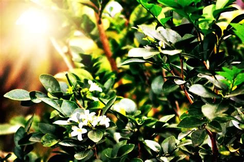 The millsweet limetta probably originated in the mediterranean region and came to california from mexico. The Wild Magnolia: Sweet Blossoms - Citrus Tree - Lemon or ...