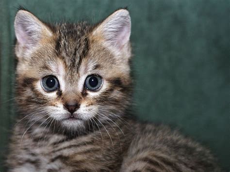 Preguntas previas a la adopción de un gato. MundoGatos.com
