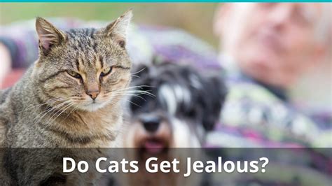 If you choose to make your girlfriend jealous, understand that you may unearth some feelings that she is not ready to deal with like insecurity or shame.1 x research source. Can Cats Feel Jealous Of Cats, Dogs, Or Humans? Signs And ...