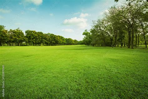 Green Grass Field In Public Park Stock Photo Adobe Stock