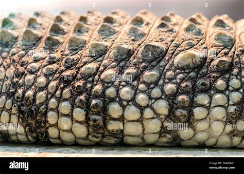 Alligator Crocodile Skin Detail Pattern Close Up Stock Photo Alamy