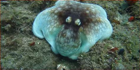 Some information may be out of date. animals - How can I tell if there's a camouflaged octopus ...
