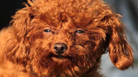 Maybe you would like to learn more about one of these? This Is What Will Happen to Your Dog If You Give It Weed ...