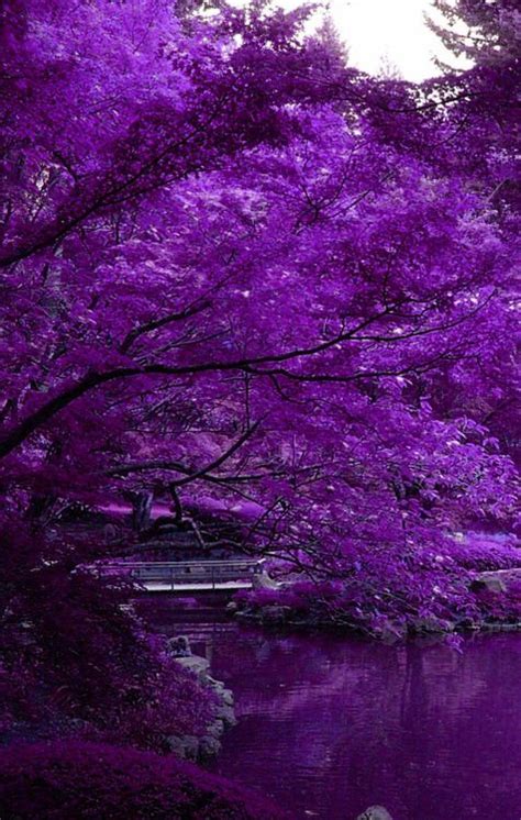The Best Things In Life Are Purple Purple Flowers Nature Scenery