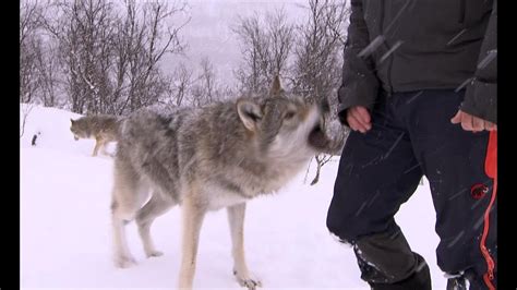 Terrifying Wolf Bites Steve Deadly 60 Series 2 Bbc