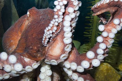 Georgia Aquarium On Twitter Kick Off Cephdays On 108 To Celebrate