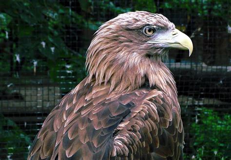 Golden Eagle Bird Prey Golden Eagle Bird Of Prey Aquila