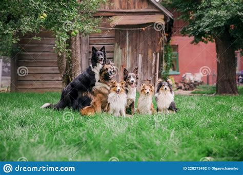 Group Of Dogs Outdoor Pet Photo Dog Outdoor Stock Photo Image Of