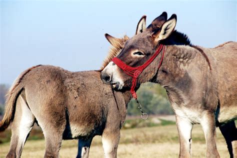 Two Donkeys In Love In Aruba Stock Photo Image Of Animals American