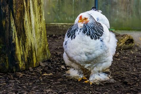 Brahma Chicken Everything You Need To Know Colors Eggs And More 2023