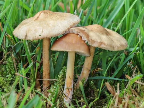 Fairy Ring Mushroom Marasmius Oreades In British Columbia